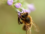 短信连环呼叫软件