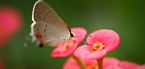 短信连环呼叫软件